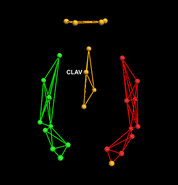 Marker placement model for upper-body 3D-motion capture. Trajectories of all 28 markers, depicted (represented by circular points positioned at key musculature and joint locations across the performers' torso, head and arms, were used for the calculation of PCA motion profiles. Spherical analyses demonstrate movement patterns of the head and torso regions. These are depicted centrally in the above figure and represented in orange/a lighter hue. Motion of the clavicle marker was also examined to consider respiratory effects. This marker (CLAV) is positioned at the top of the sternum, just below the centre of the clavicle bones of each performer.
